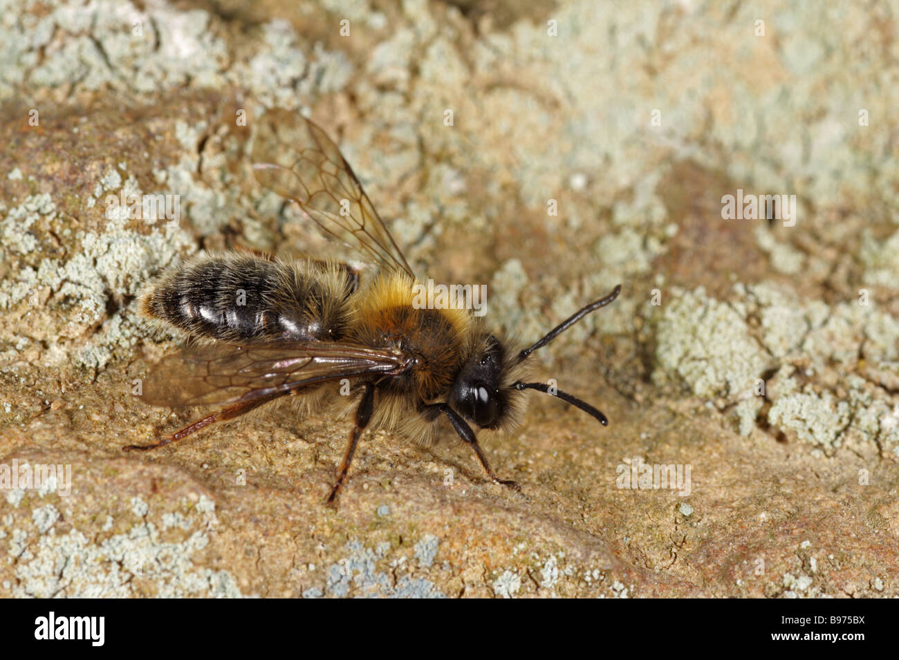 Bergbau-Biene - Andrena Clarkella - männlich Stockfoto
