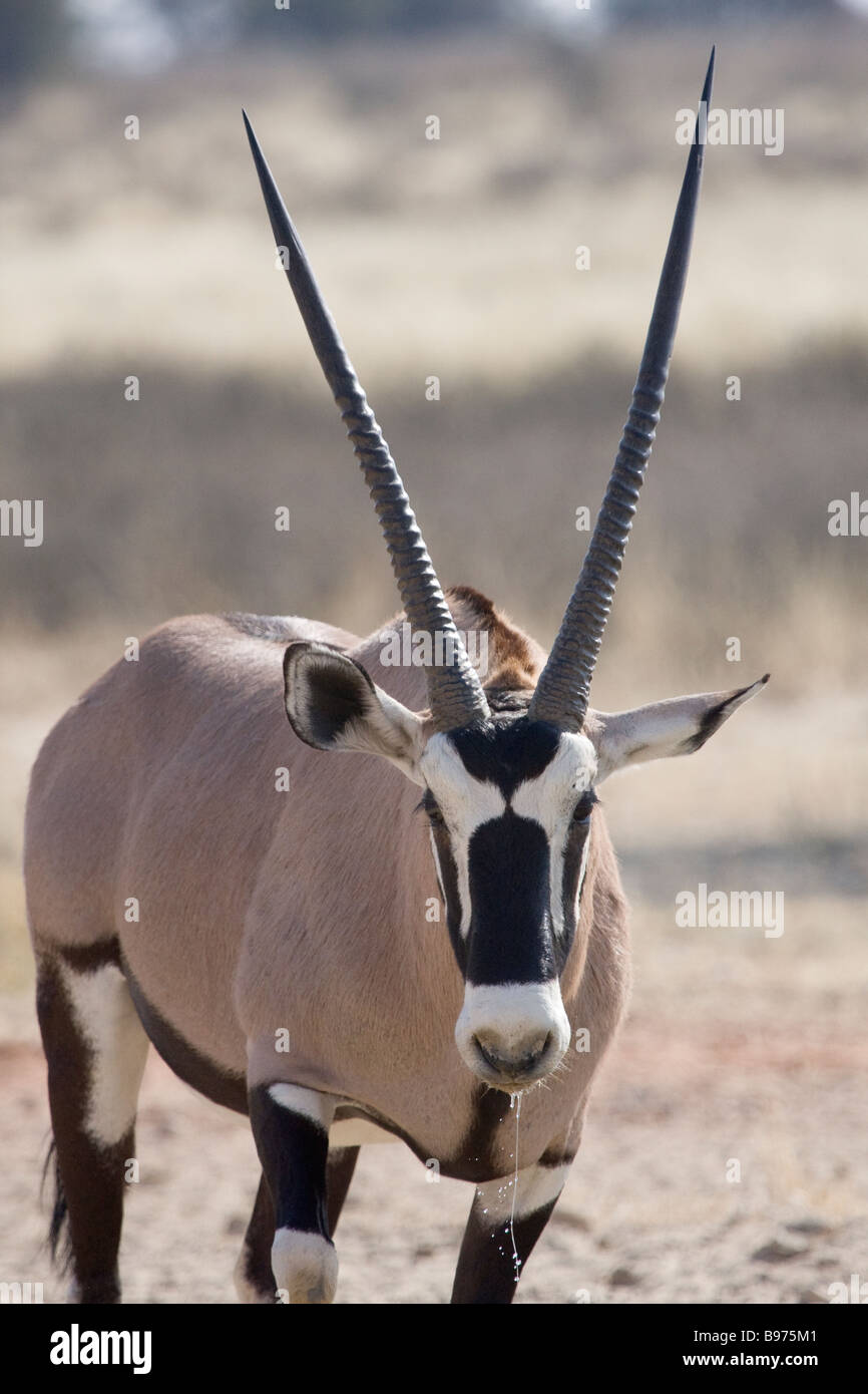 Ein Gemsbock steht in der Kalahari-Regeon der nördlichen Kapprovinz Südafrikas Stockfoto