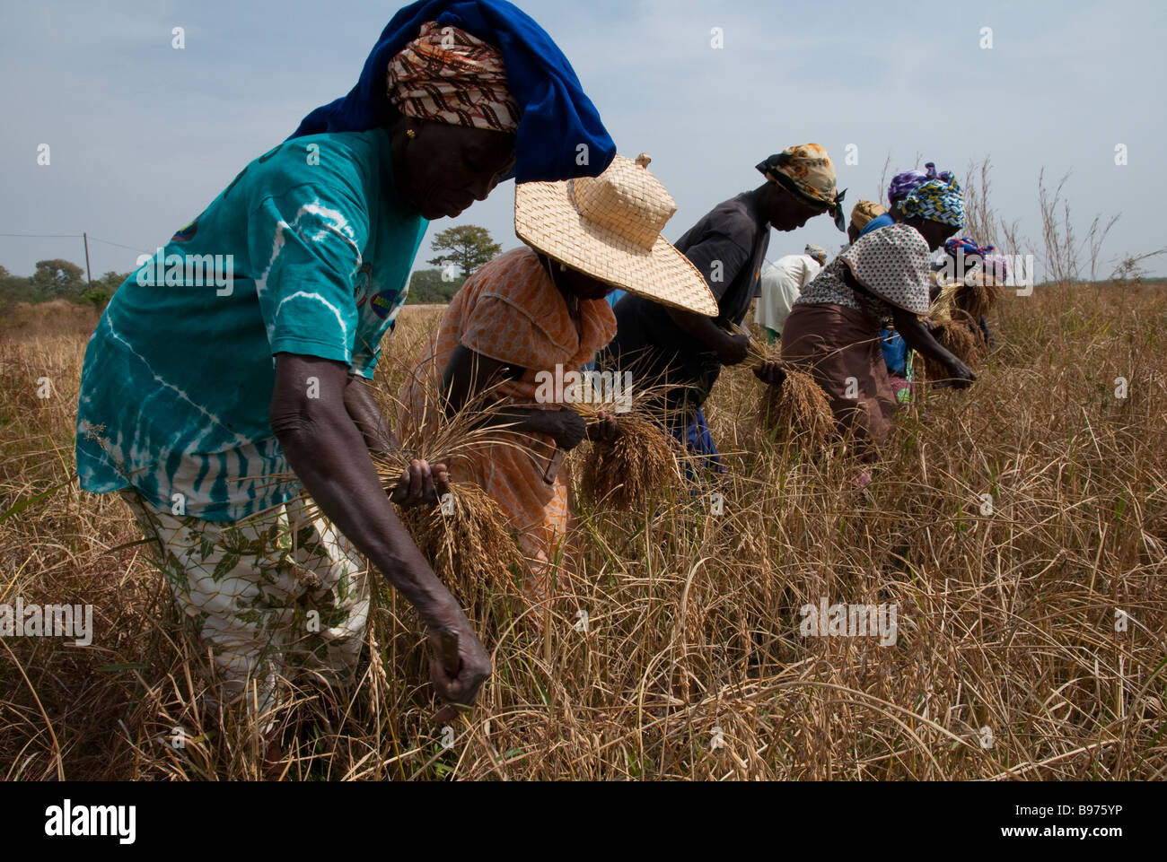West-Afrika Senegal-Casamance Oussouye Reisanbau Ernte Stockfoto
