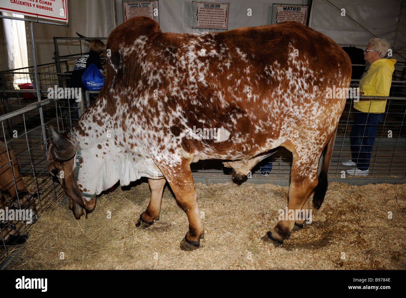 Indu brasilianischen Zebu Rinder Kuh im Florida State Fair Tampa Stockfoto