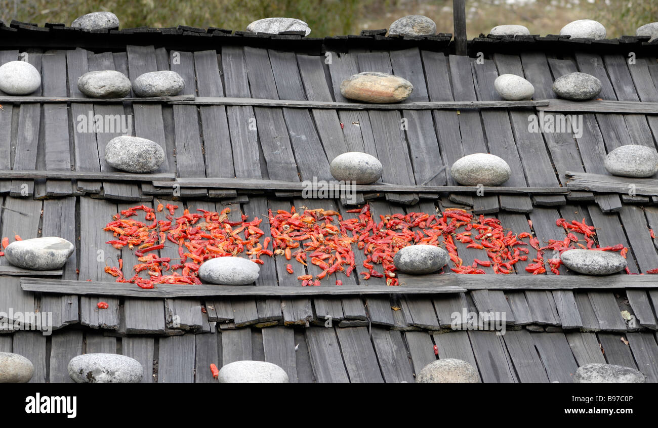 Heiße rote Chillies voraussichtlich auf das Schindeldach eines landwirtschaftlichen Gebäudes trocken. Stockfoto