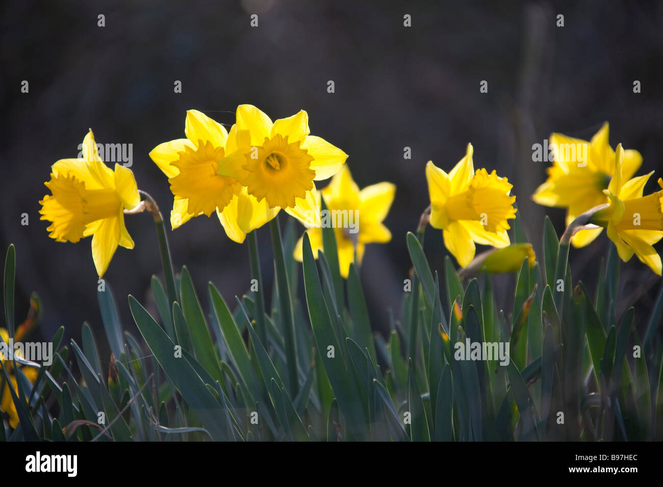 Reihe von Narzisse Blumen Narzissen Kopf am gelben Blütenblätter St Davids Tag Wales Jonquille Narcisse walisische 90349 Daffodil Horizonta Stockfoto