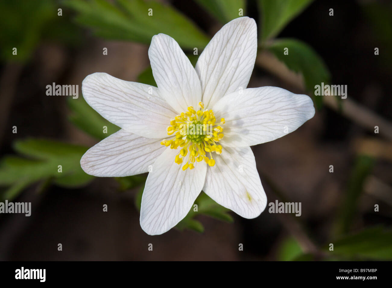 Buschwindröschen Stockfoto