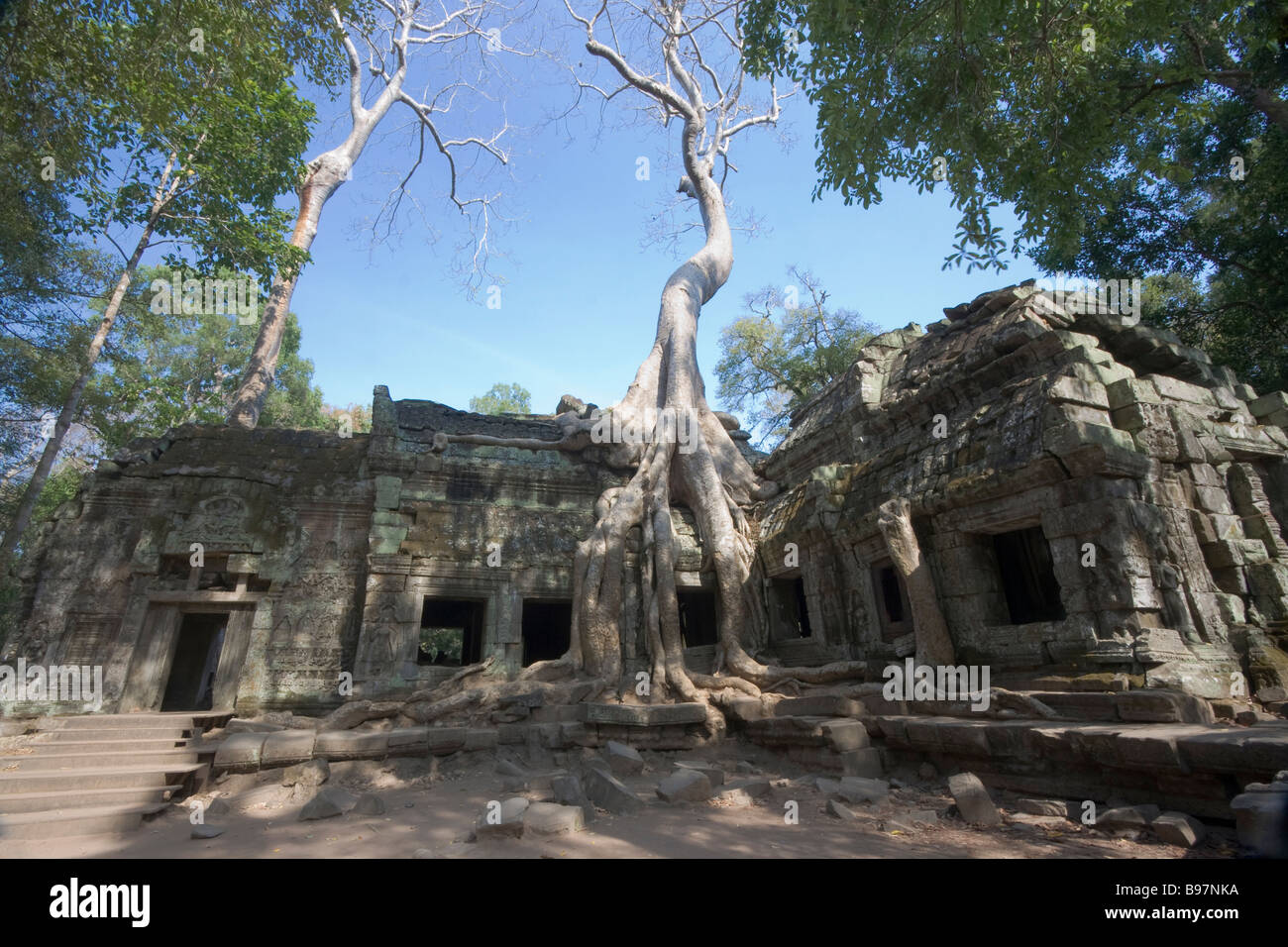 Baum auf antiken Tempel Ta Prohm in der Nähe von Siem Reap Kambodscha Stockfoto