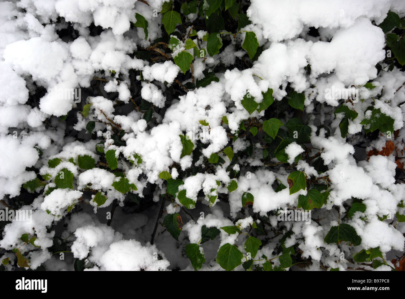 eine Prise Schnee auf eine Hecke in Devon Stockfoto