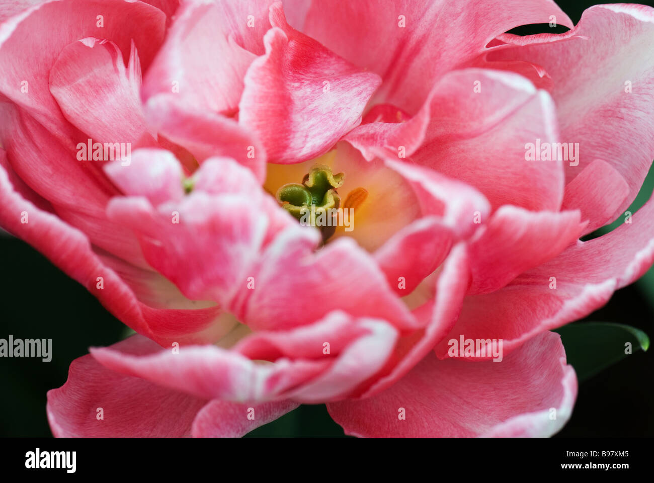 Dubbele Vroege Tulipa Foxtrot fotografiert im Keukenhof Gärten in Lisse der Niederlande Stockfoto