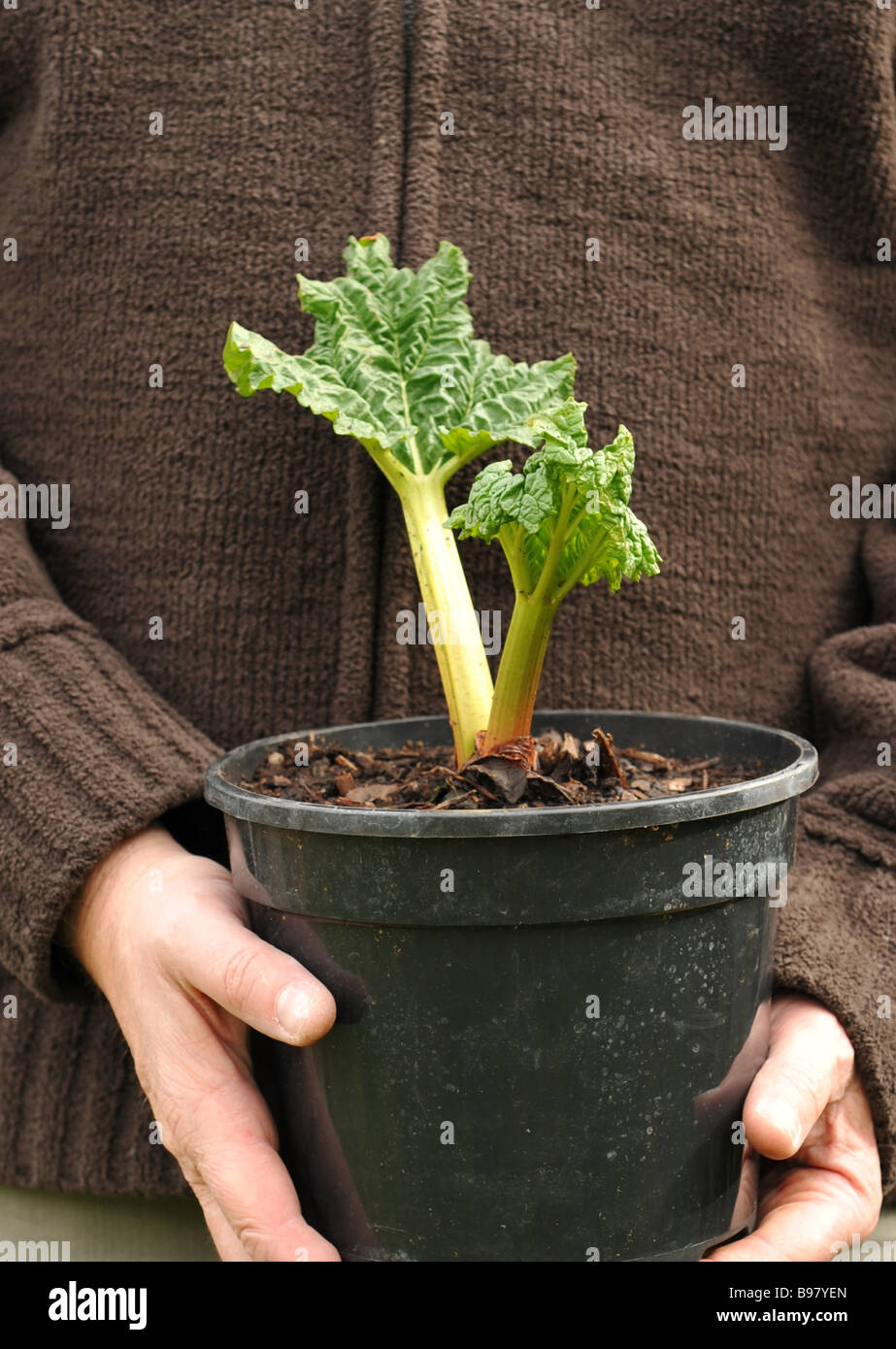 Rhabarber (Rheum Rhaponticum) Pflanze aus seinem Topf übertragen und im Gemüsebeet gepflanzt werden Stockfoto