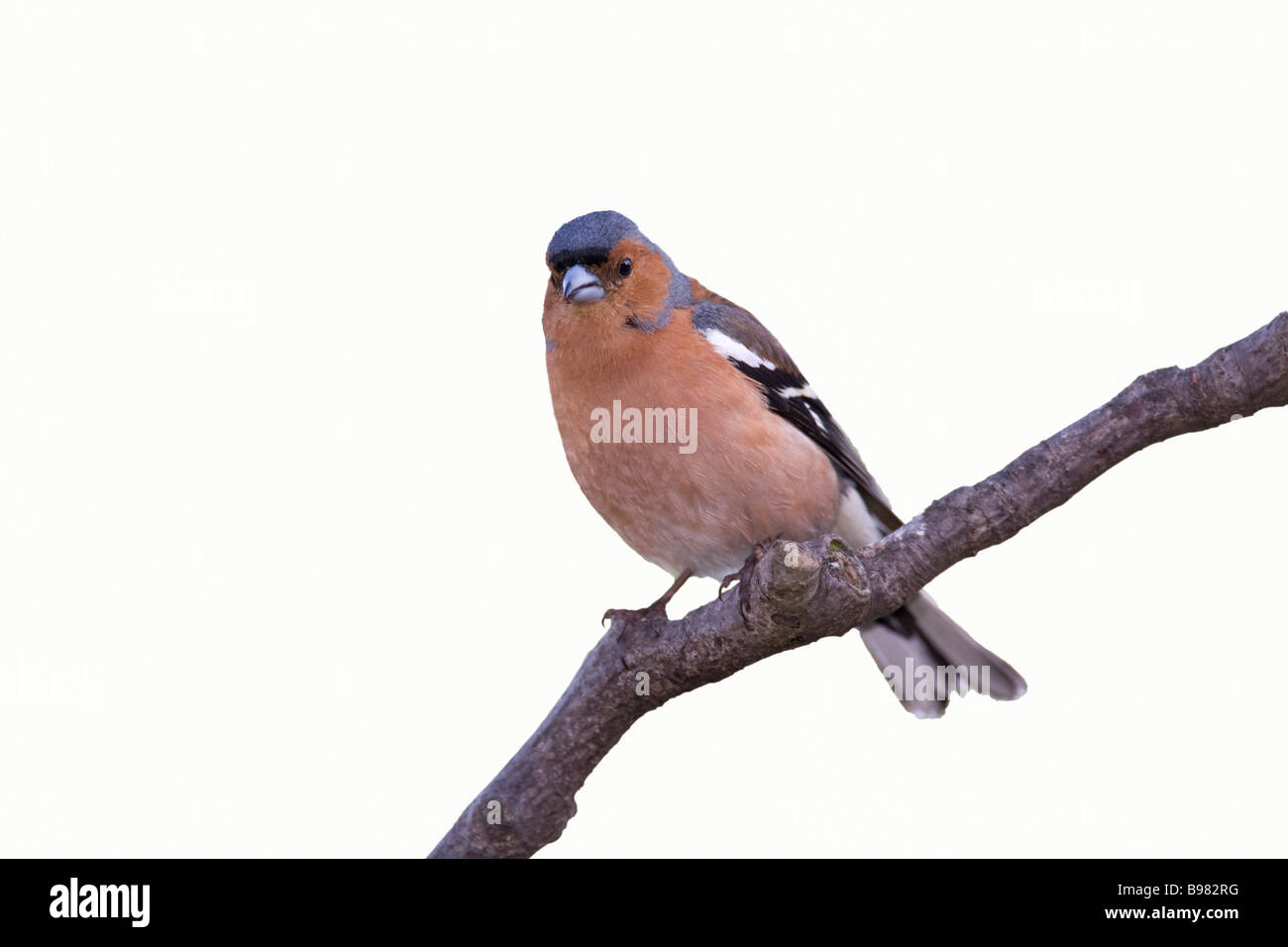 Buchfink-Ausschnitt Stockfoto