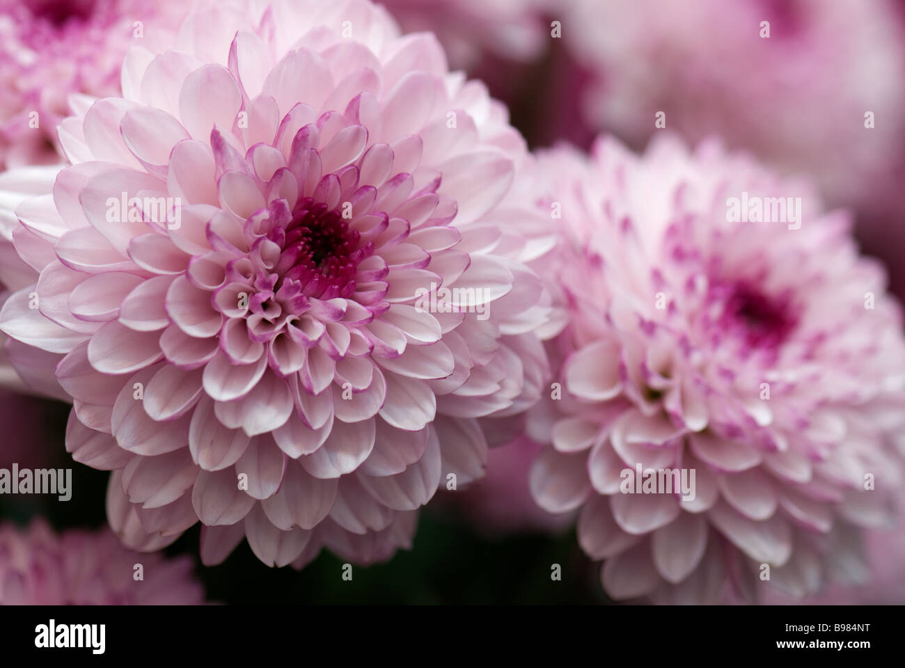 Chrysantheme "Lolipop" fotografierte Gärten der Keukenhof in Lisse der Niederlande. Stockfoto