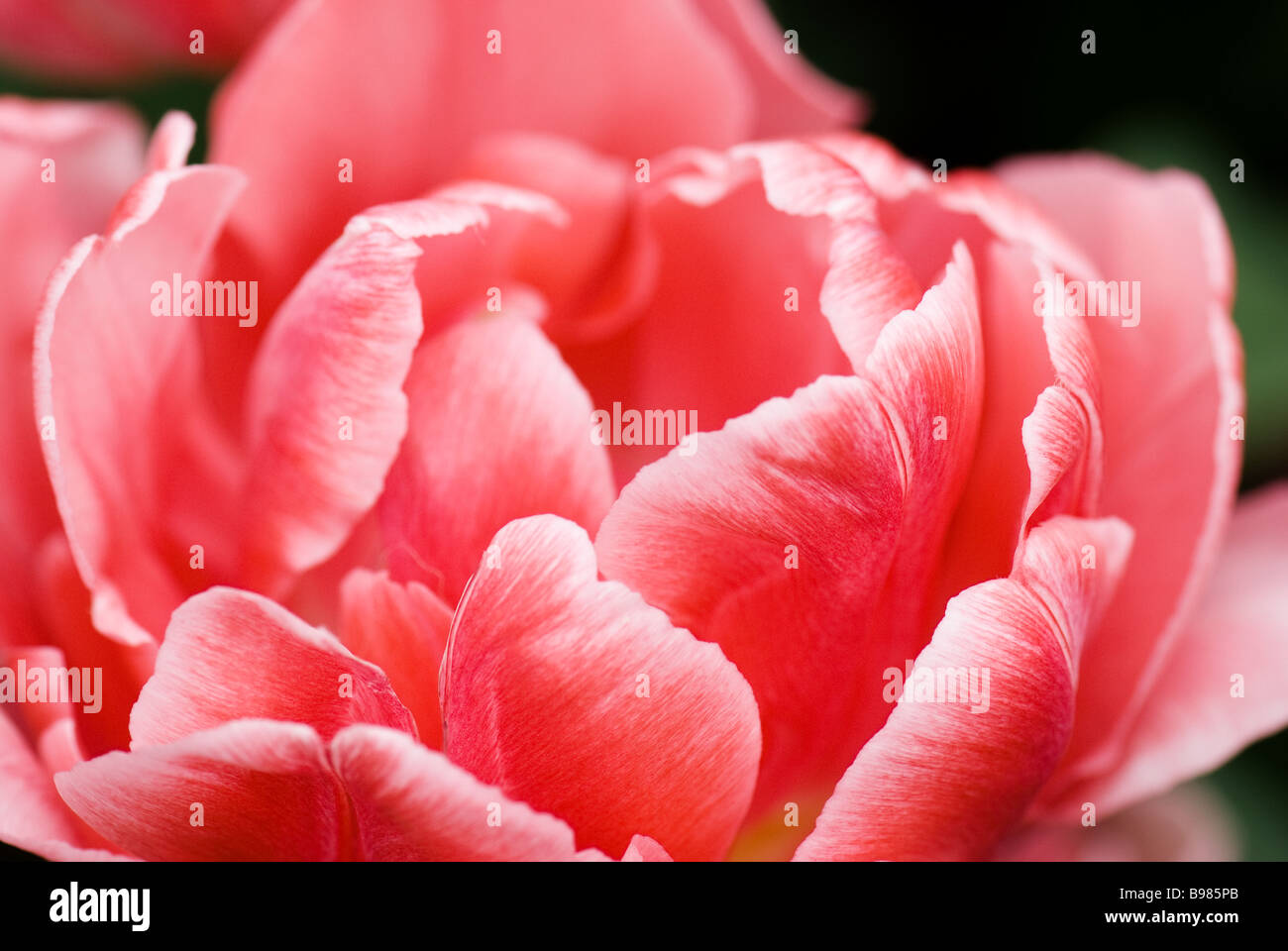 Dubbele Vroege Tulipa Foxtrot fotografiert im Keukenhof Gärten in Lisse der Niederlande Stockfoto