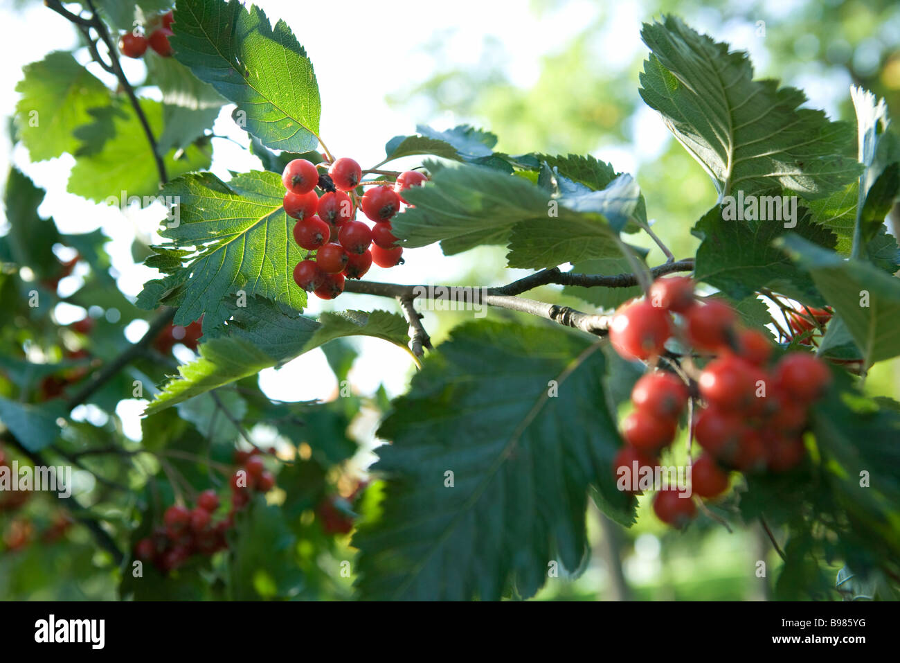 Cluster von roten Beeren wachsen auf einem Ast Stockfoto
