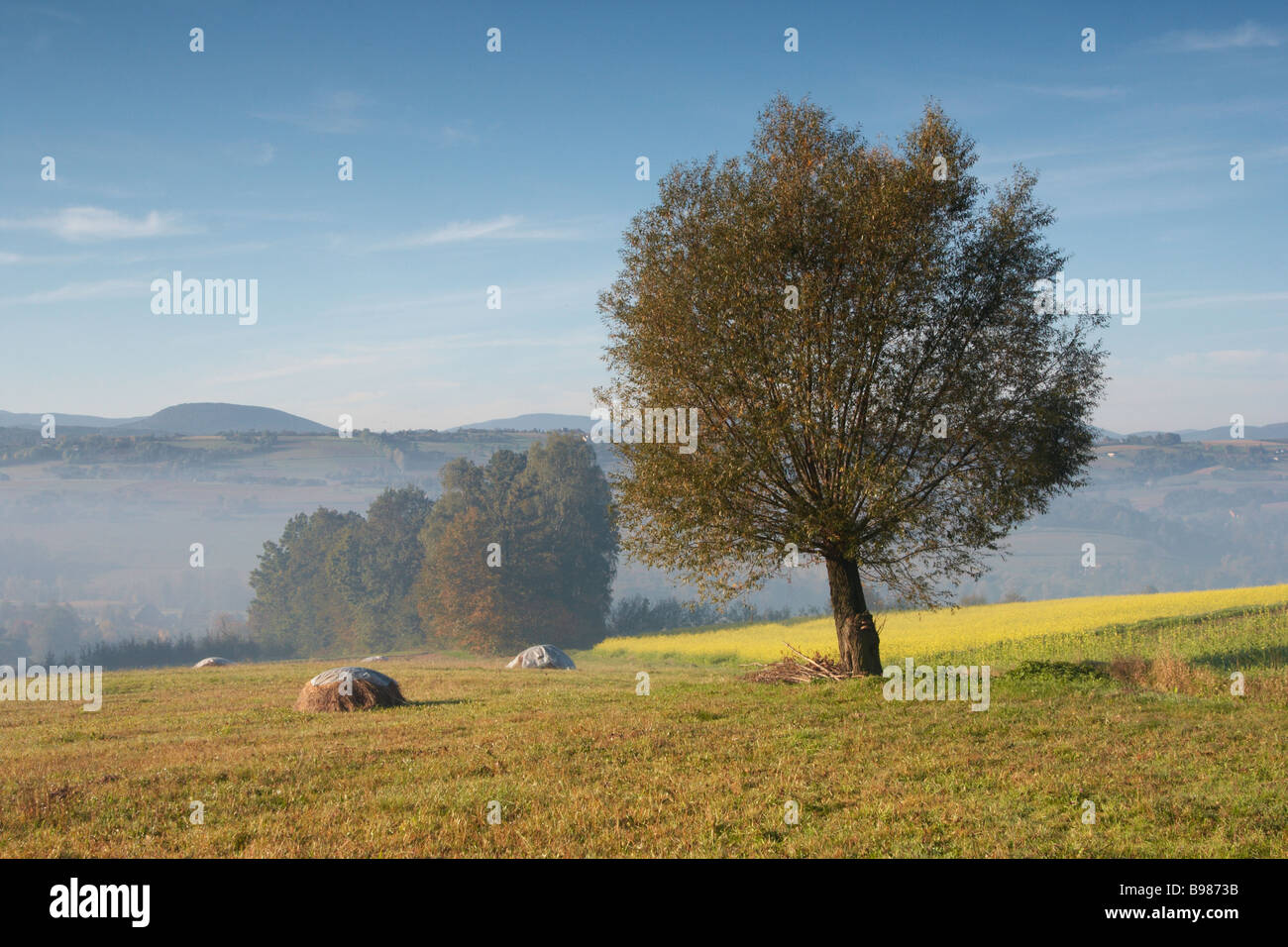 nebligen Morgen Stockfoto