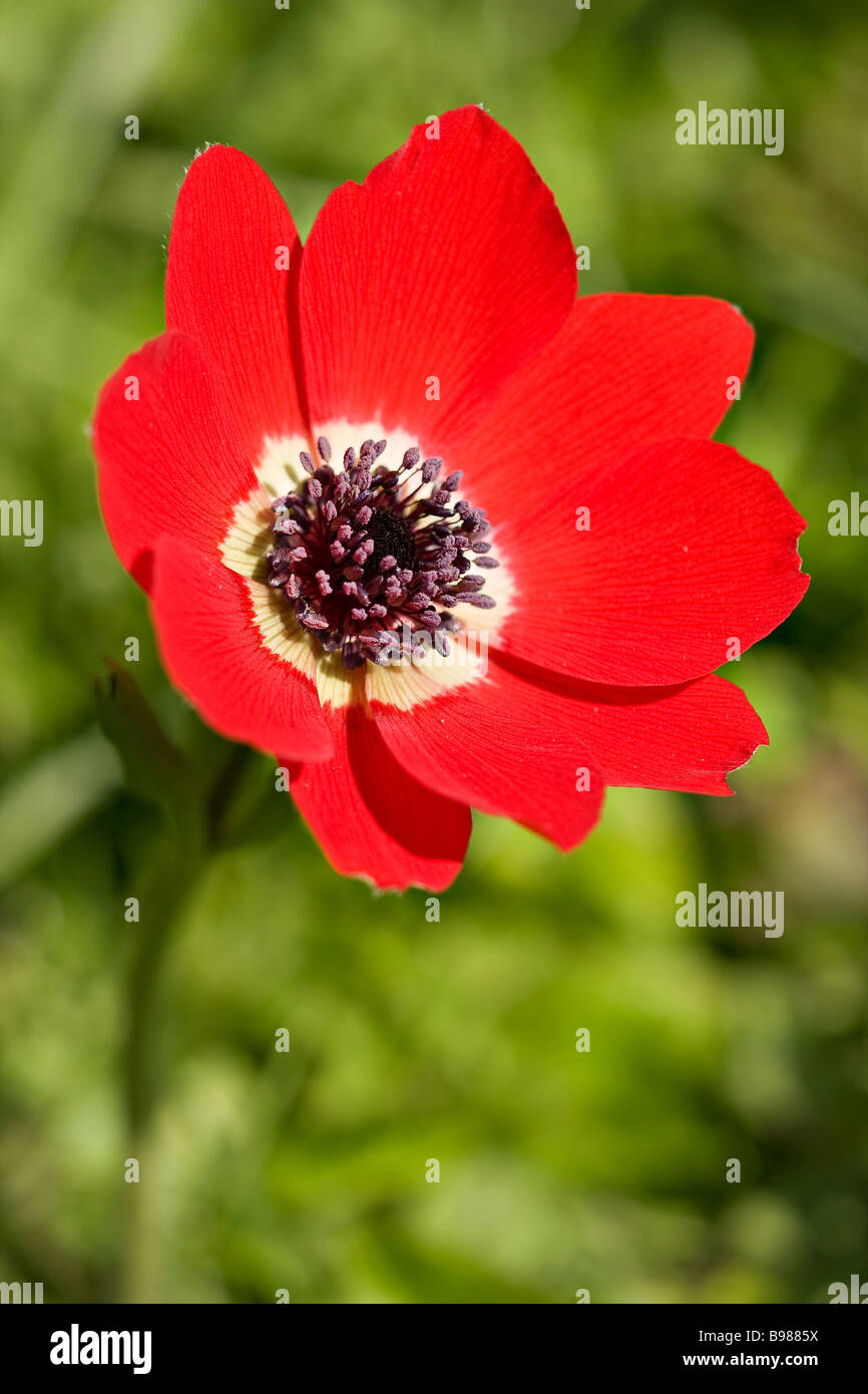 England, Großbritannien. Nahaufnahme einer einzigen roten Anemon-Wildblume (Anemone nemorosa) im Frühling. Stockfoto