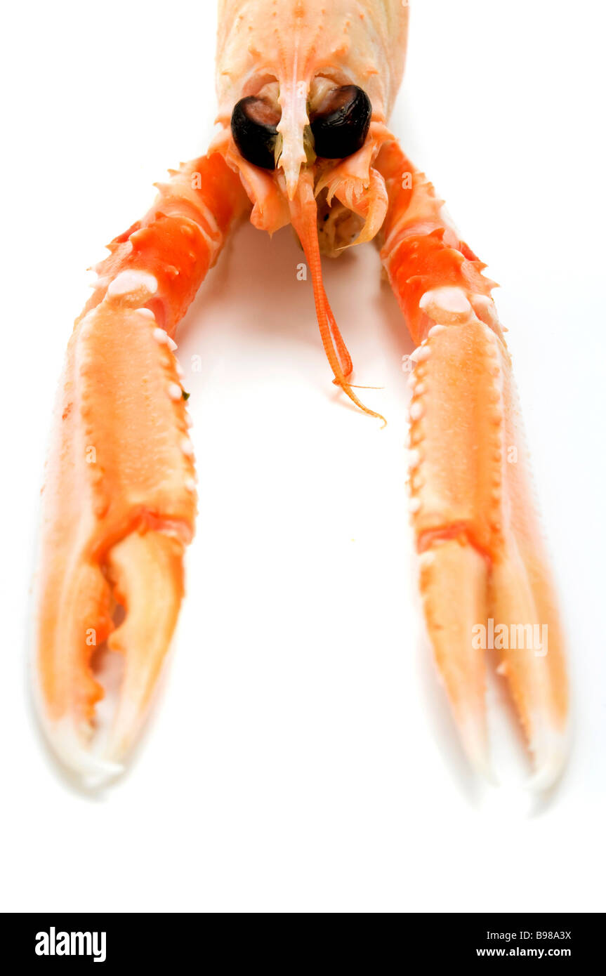 Kaisergranat Nephrops Norvegicus auf weißem Hintergrund Stockfoto
