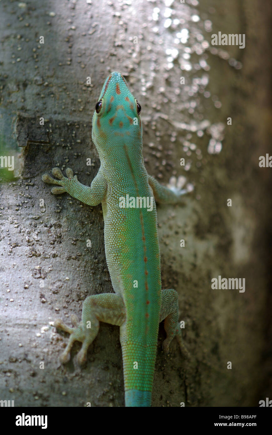 Nordwestlichen Taggecko (Phelsuma Abbotti Chekei) am Baumstamm in Ankarana spezielle Reserve, Madagaskar. Stockfoto