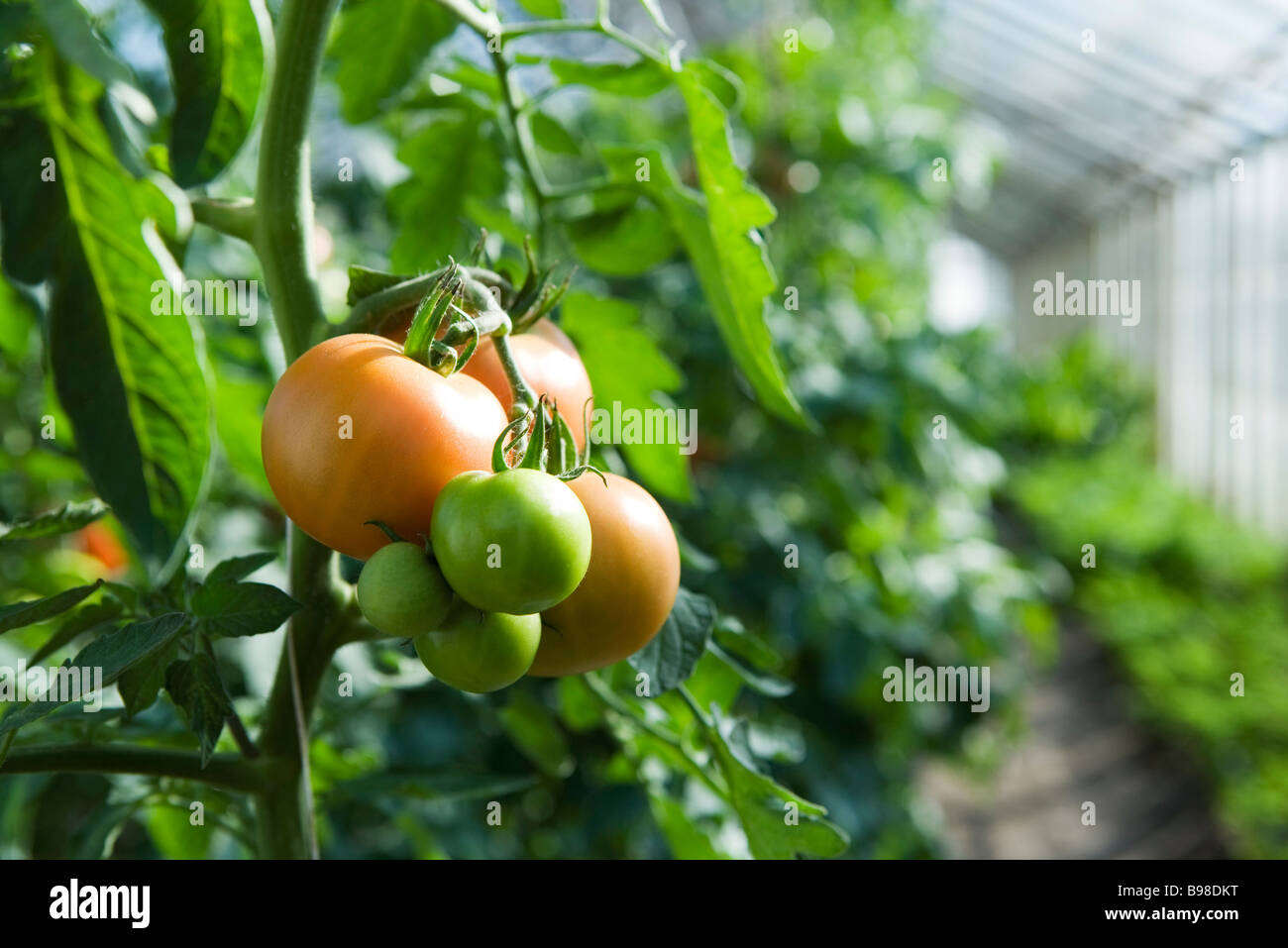 Tomaten im Gewächshaus Reifen Stockfoto