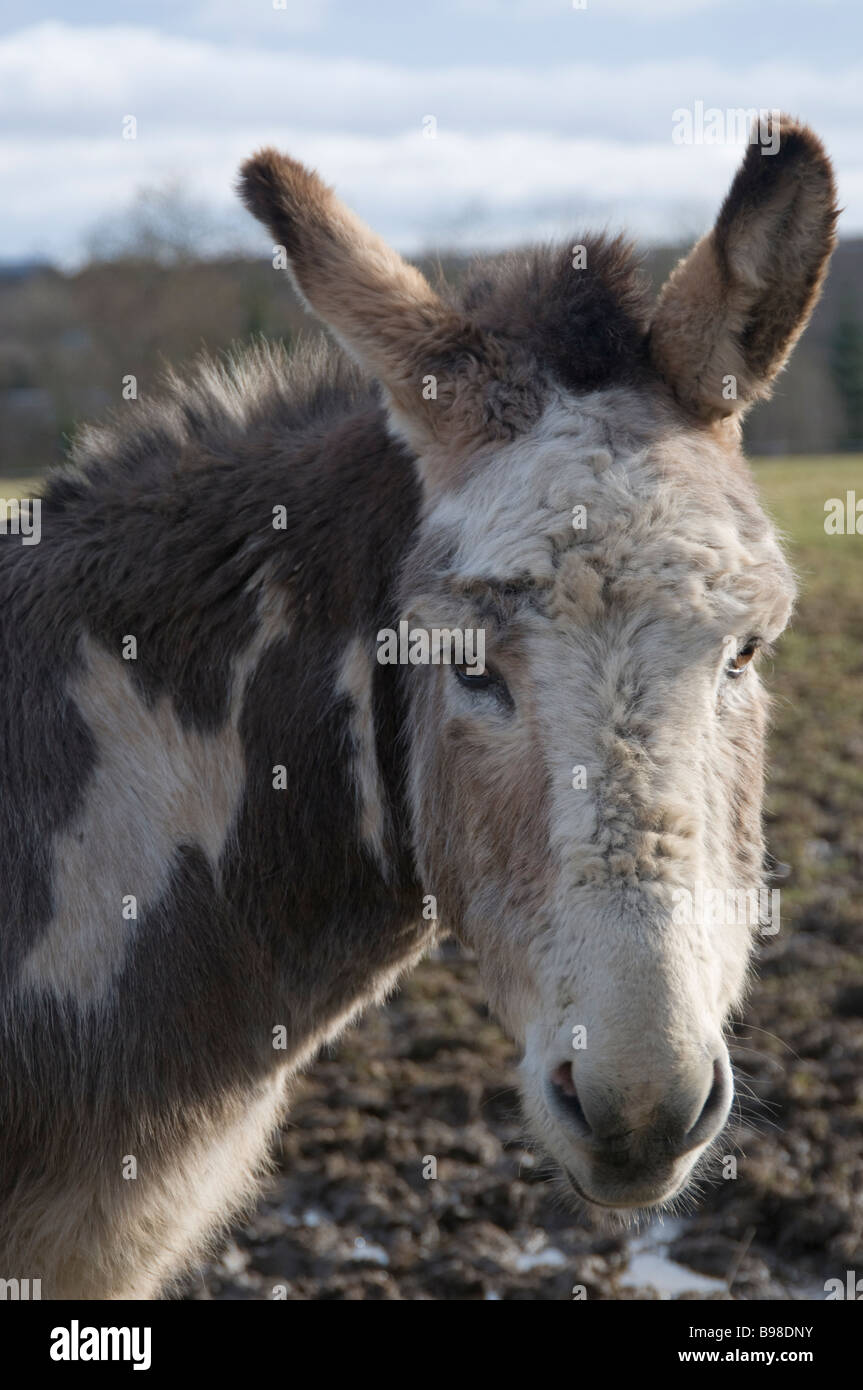 Esel am Grenzen Donkey Sanctuary Stockfoto