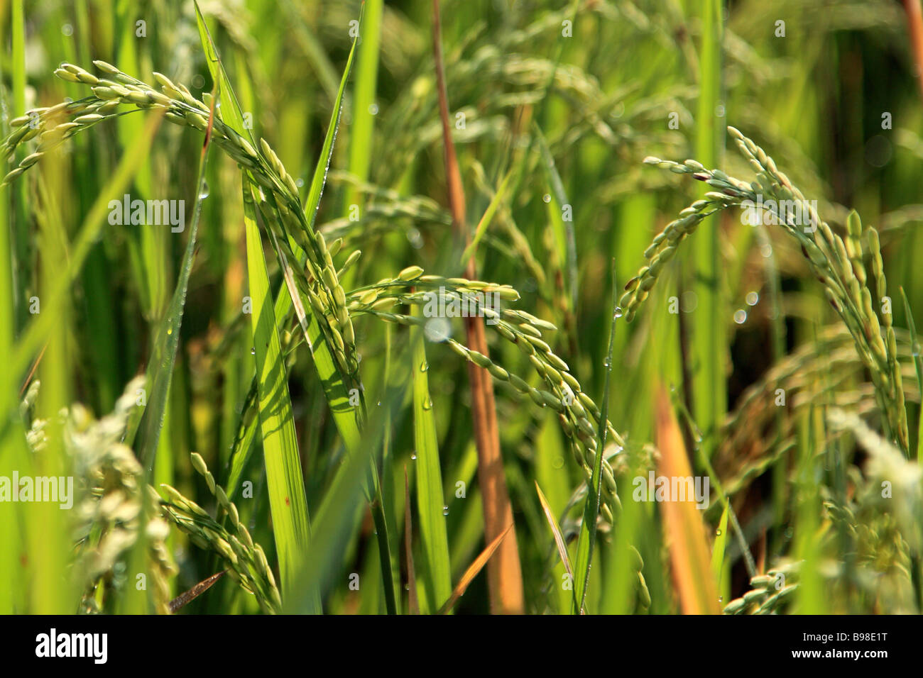 Indien Goa-Reisanbau im Bereich Landwirtschaft Stockfoto