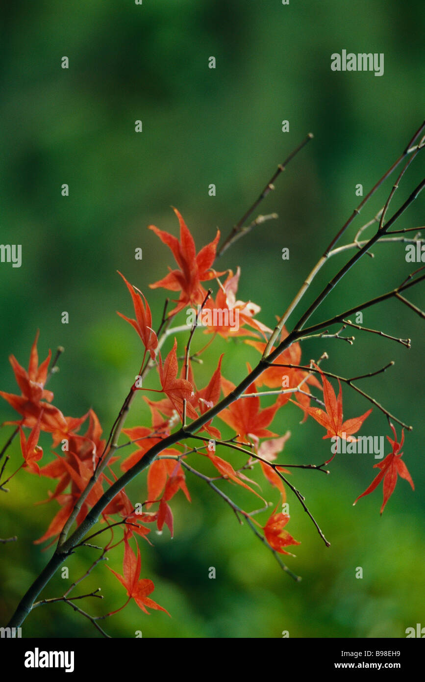 Herbstliche Blätter des japanischen Ahorn Stockfoto