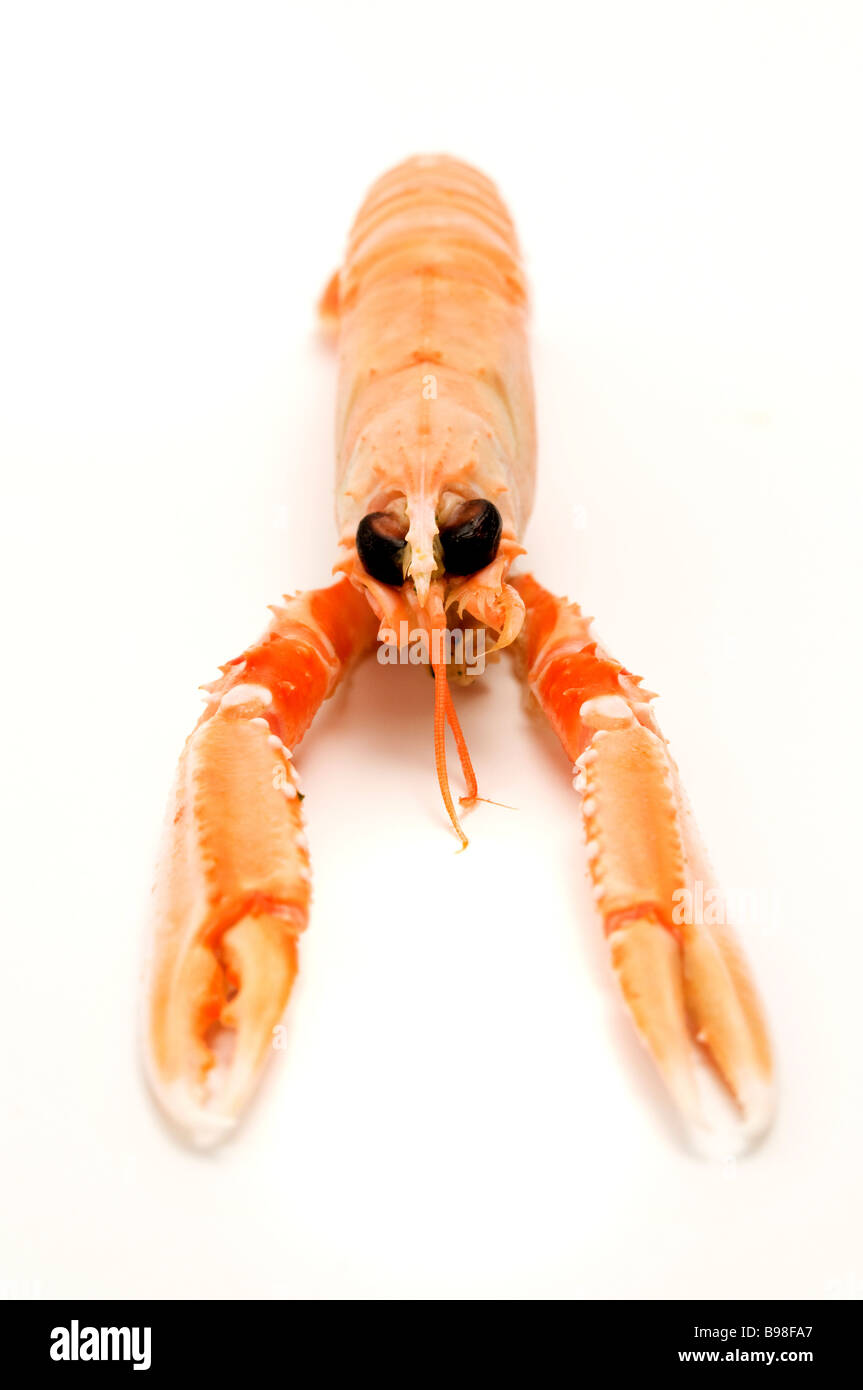 Kaisergranat Nephrops Norvegicus auf weißem Hintergrund Stockfoto