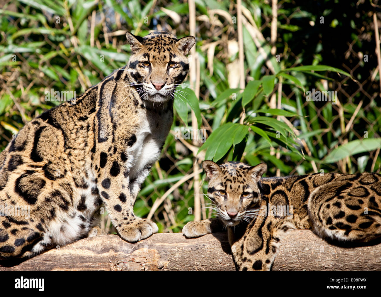 Wilde leoparden Fotos und Bildmaterial in hoher Auflösung Alamy