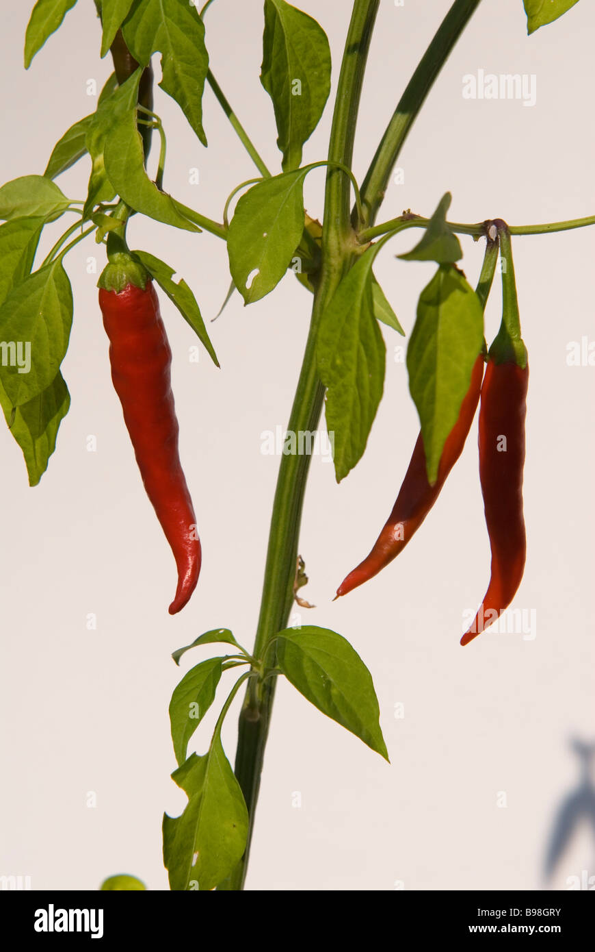 Rote Chili-Pflanze Stockfoto