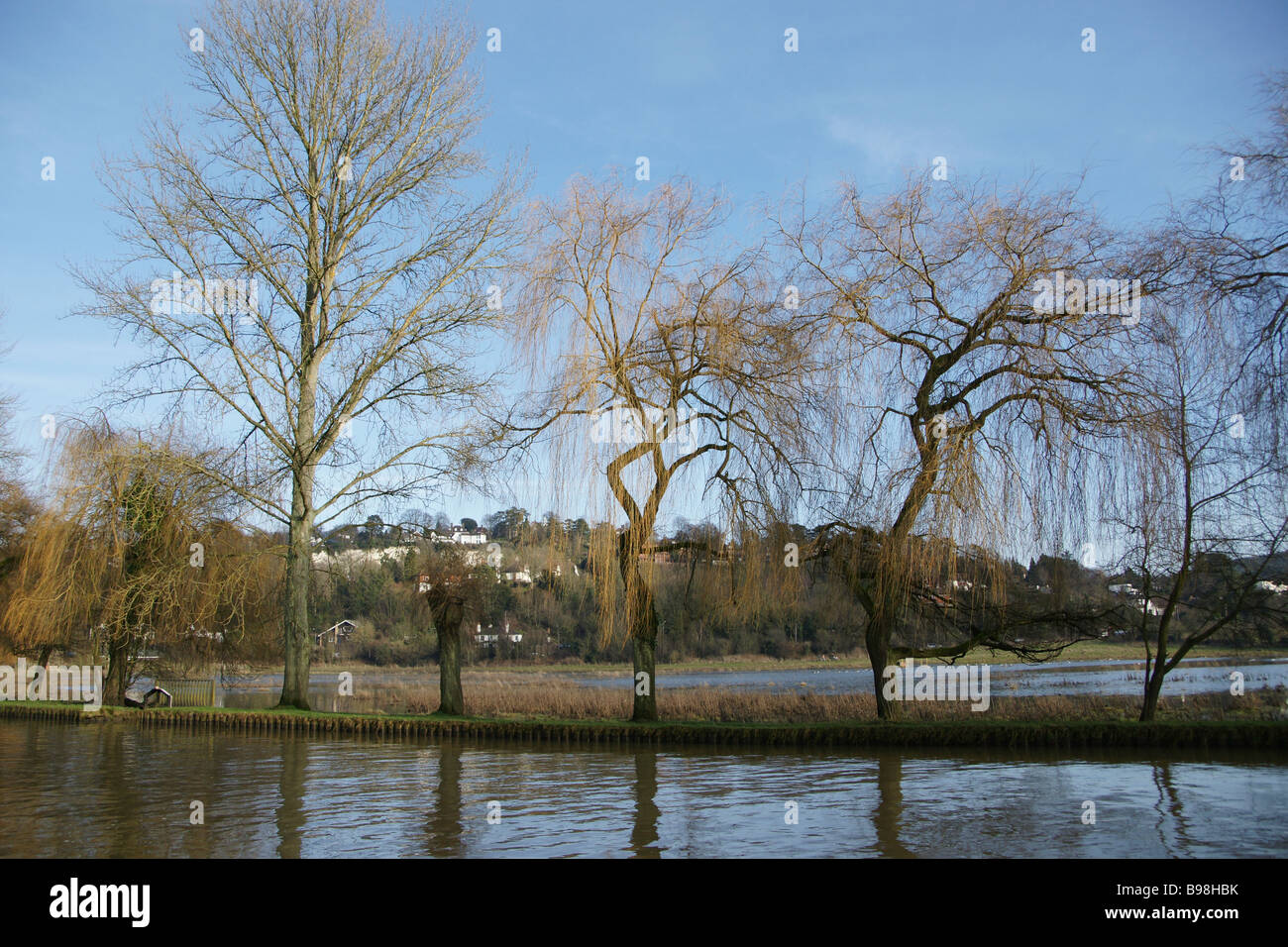 Weiden am Fluss Wey Stockfoto