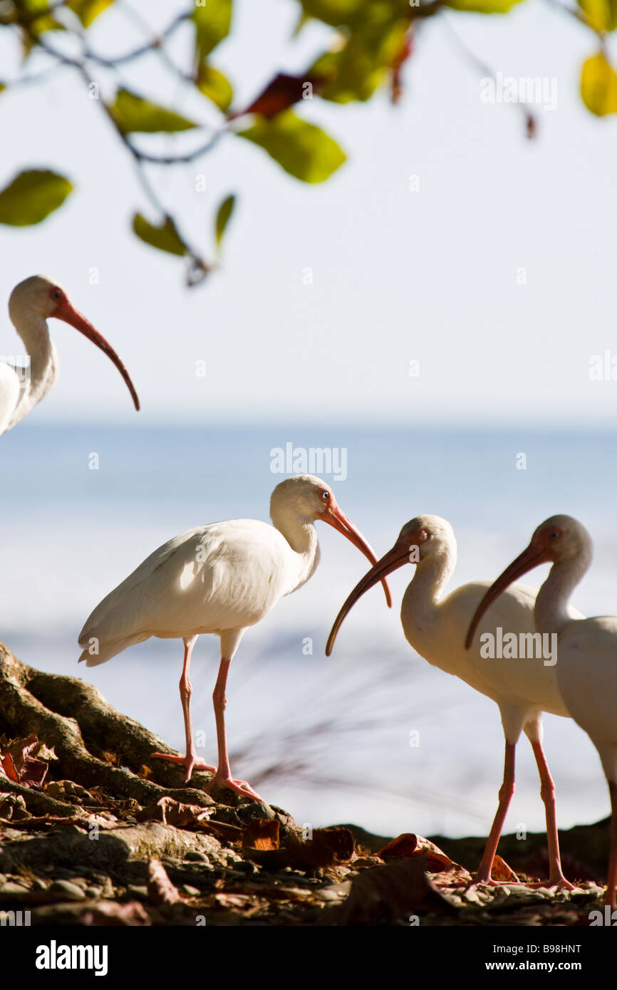 Gruppe von weiße Ibisse (Eudocimus Albus) steht man vor der Küste in Dominical, Costa Rica. Stockfoto