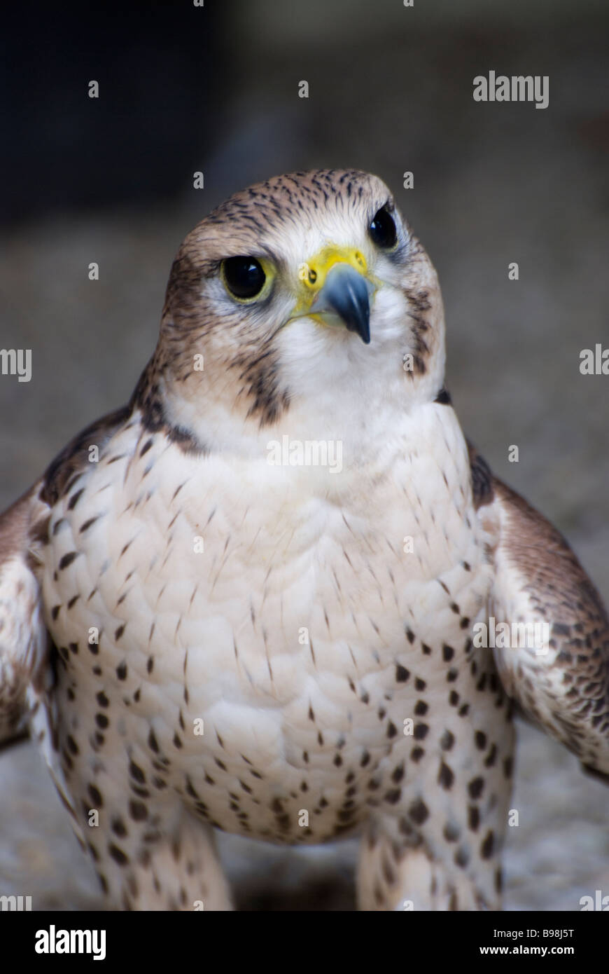 Männliche Peregrine gekreuzt mit weiblichen Sakerfalken Hybrid Stockfoto