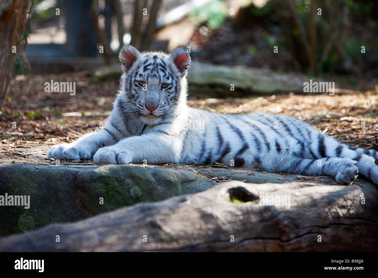 Tigerbaby Stockfotos Und Bilder Kaufen Alamy