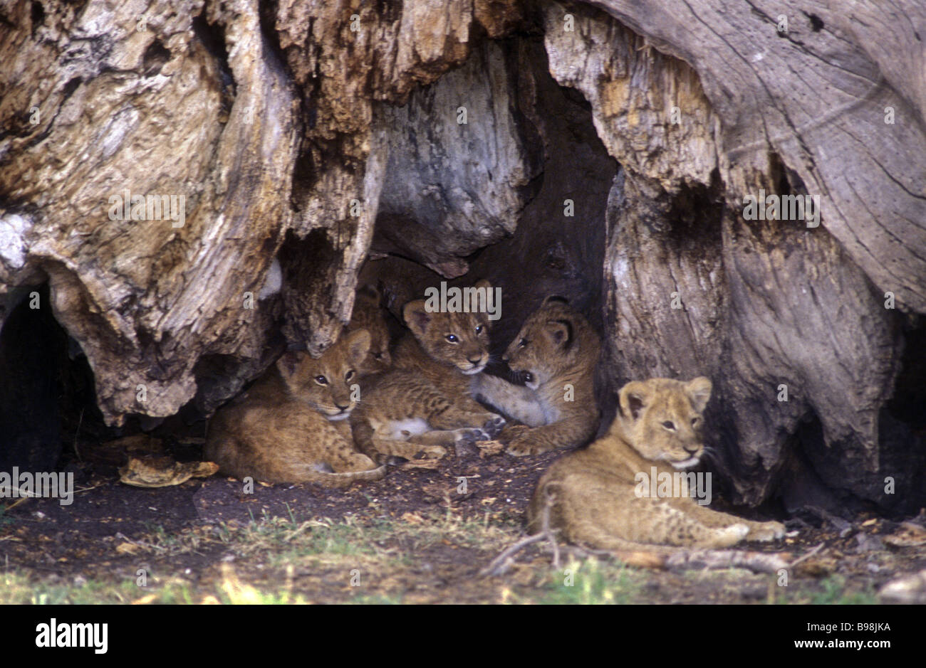 Gruppe von fünf Baby-Löwenbabys am Eingang ihrer Höhle unterhalb des Kofferraums einen alten Feigenbaum Masai Mara National Reserve Stockfoto