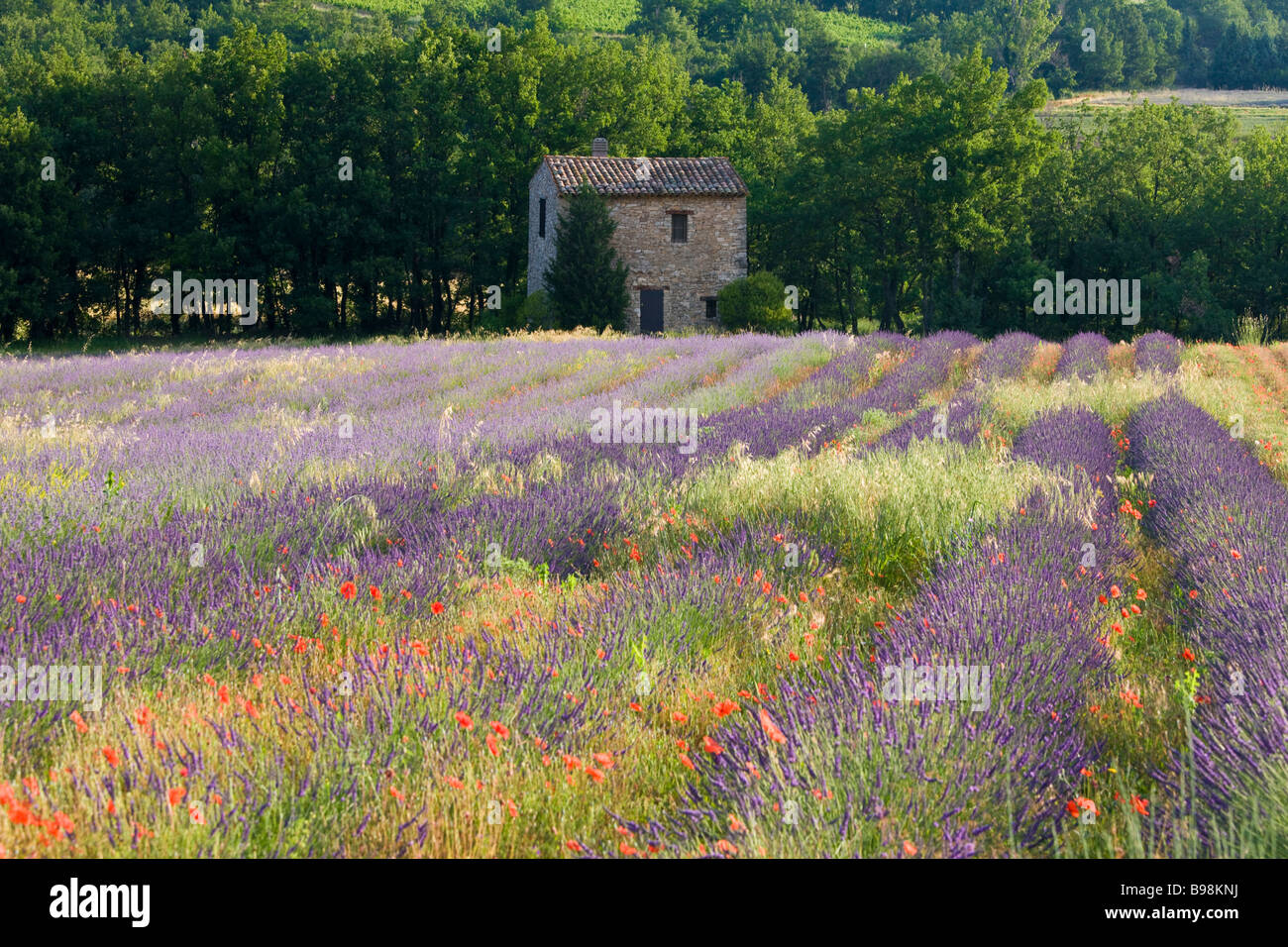 Lavendel-Feld der Luberon Provence Frankreich Stockfoto
