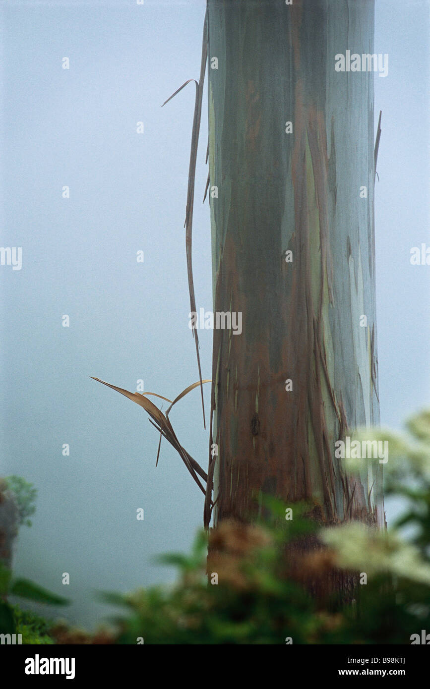 Mindanao Gum Tree (Eucalyptus Deglupta), im Nebel Stockfoto