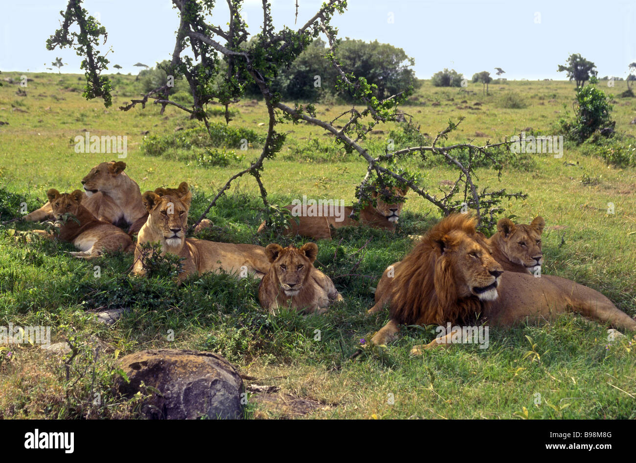 Ein Rudel Löwen einen erwachsenen männlichen Löwen und vier Erwachsene weibliche Löwinnen mit drei jungen Masai Mara National Reserve Kenia Afrika Stockfoto