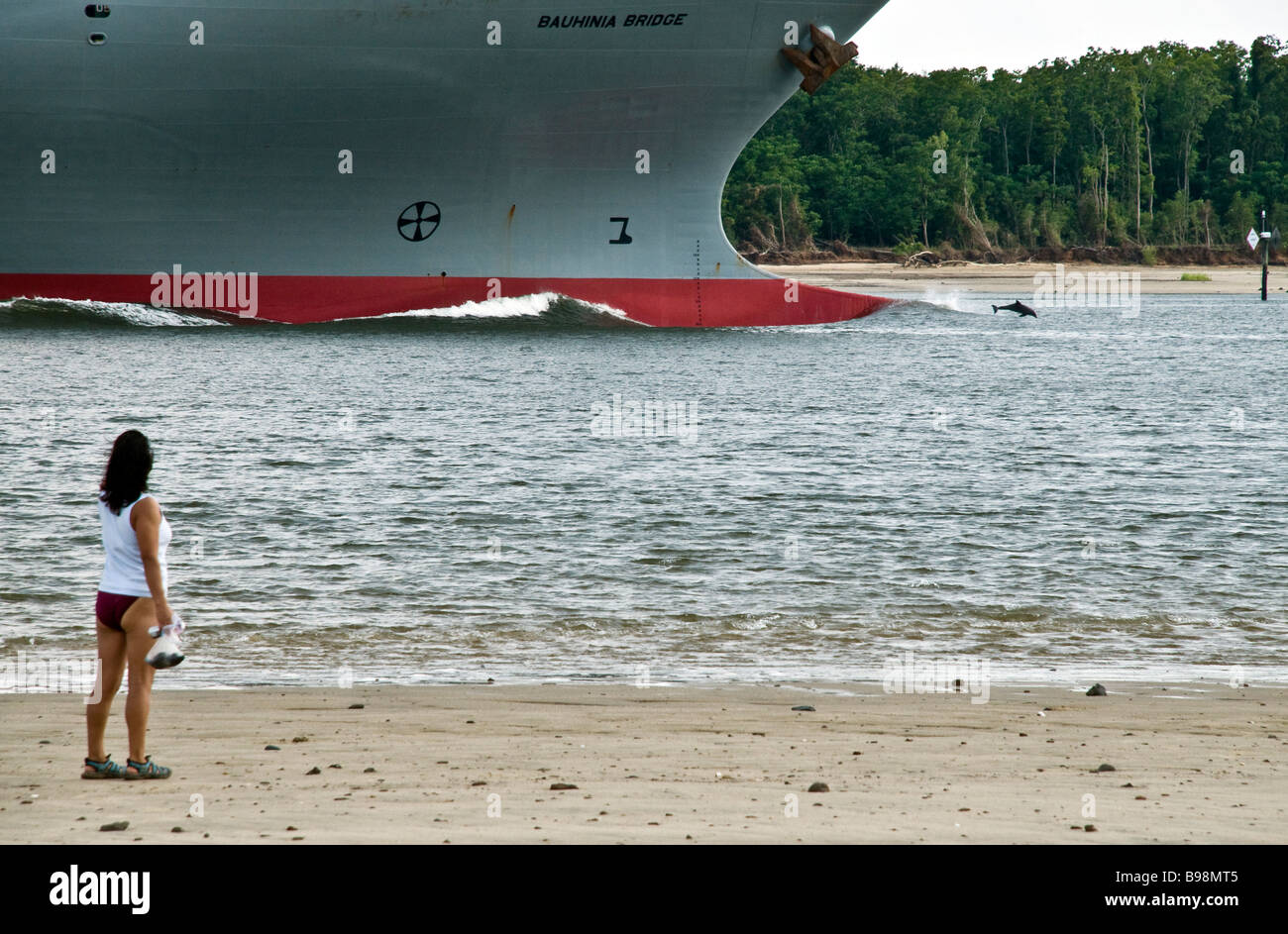 Delfin spielt in der erwacht eines Frachtschiffes in Savannah River. Stockfoto