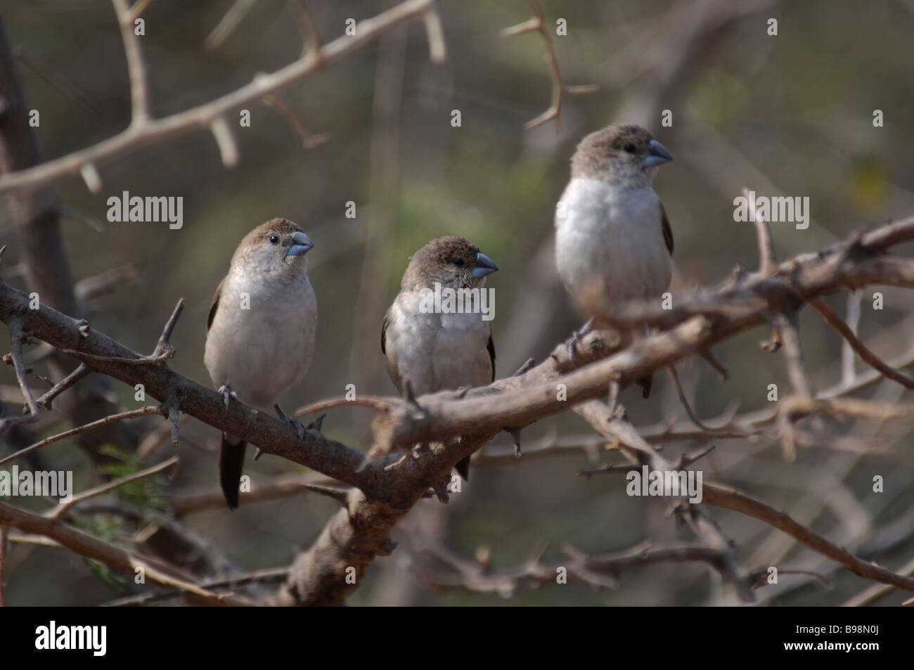 Drei indische Silverbills Lonchura Malabarica sitzt in einem Busch in Jaipur Indien Stockfoto