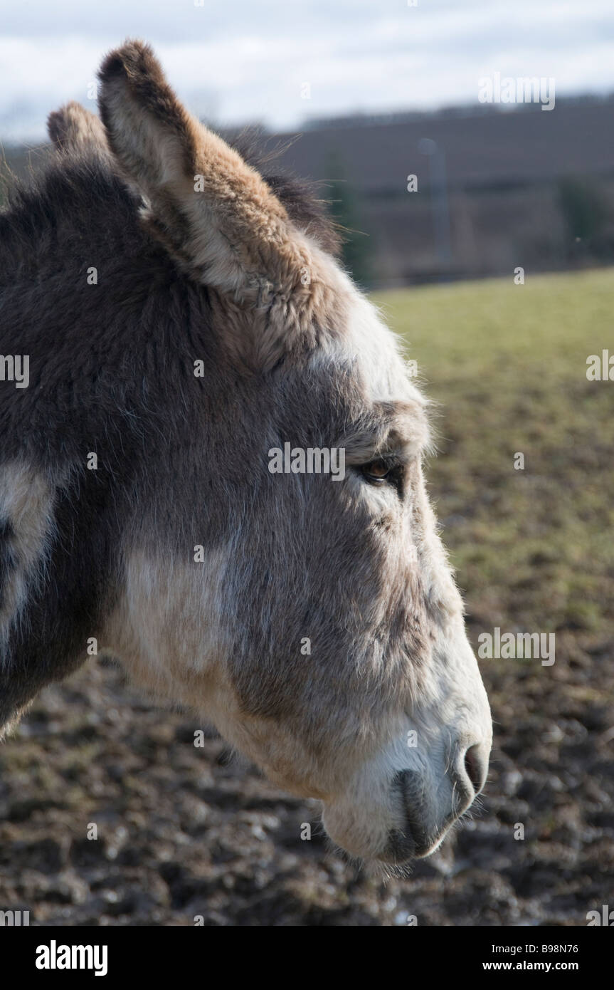 Esel am Grenzen Donkey Sanctuary Stockfoto