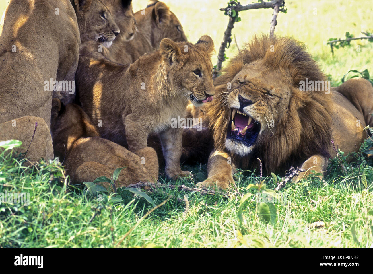 Junge Löwenbabys, die versuchen, ein reifer männlicher Löwe möglicherweise locken ihres Vaters zu spielen, während er knurrt sie Kenia entmutigen Stockfoto