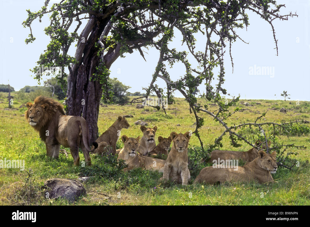 Ein Rudel Löwen einen erwachsenen männlichen Löwen und vier Erwachsene weibliche Löwinnen mit drei jungen Masai Mara National Reserve Kenia Afrika Stockfoto