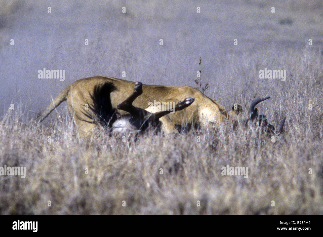 Löwin töten Gnus Masai Mara National Reserve Kenia in Ostafrika Stockfoto