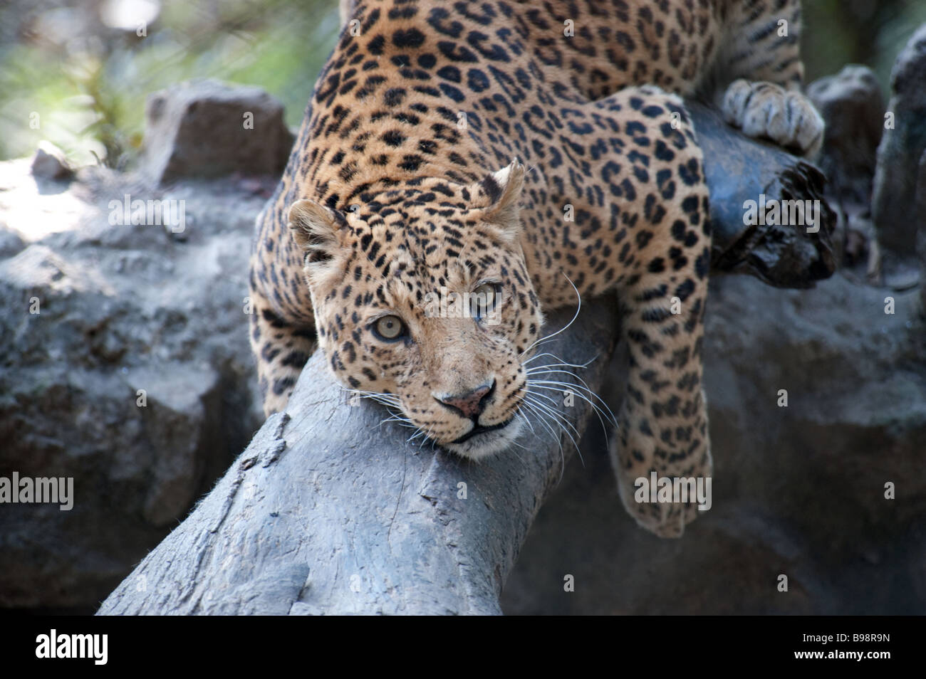 Snow Leopard - Uncia Uncia oder Panthera Uncia - bei Padmaja Naidu Himalayan Zoological Park, Darjeeling Stockfoto