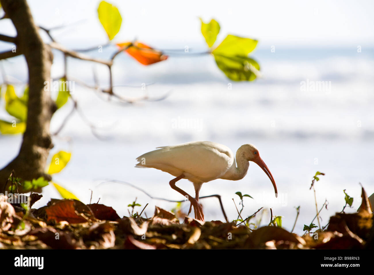 Weißer Ibis (Eudocimus Albus) vor der Küste in Dominical, Costa Rica auf Nahrungssuche. Stockfoto Weißer Ibis (Eudocimus Albus) vor der Küste in Dominical, Costa Rica auf Nahrungssuche. Stockfoto