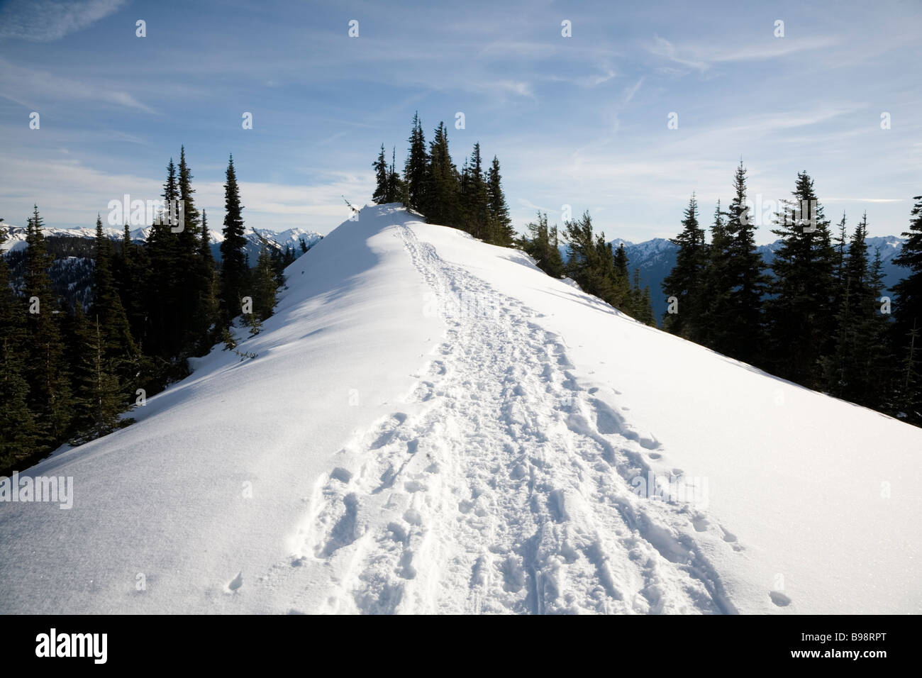 Schneeschuh-Tracks auf der Little River Trail Hurricane Ridge Olympic Nationalpark Washington Stockfoto