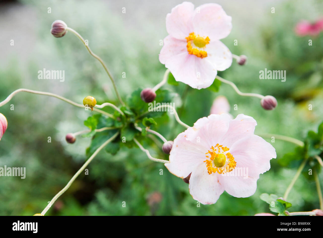 Anemone Blumen und Knospen Stockfoto