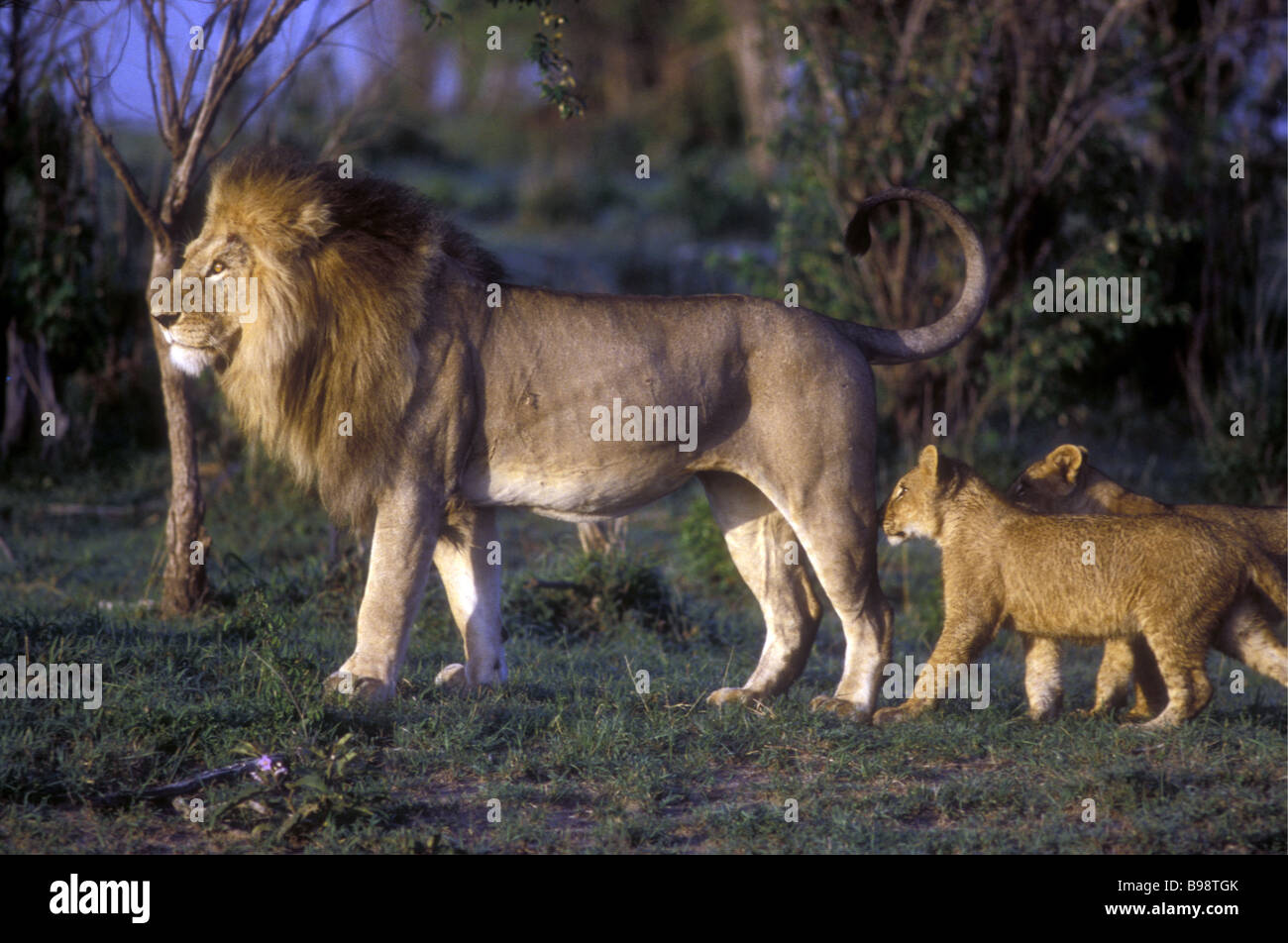 Reifen männlichen Löwen mit feinen Mähne und zwei junge jungen Masai Mara National Reserve Kenia in Ostafrika Stockfoto