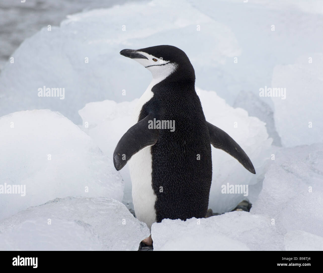 Kinnriemen Pinguin (Pygoscelis Antarcticus) auf dem Eis der Antarktis Stockfoto