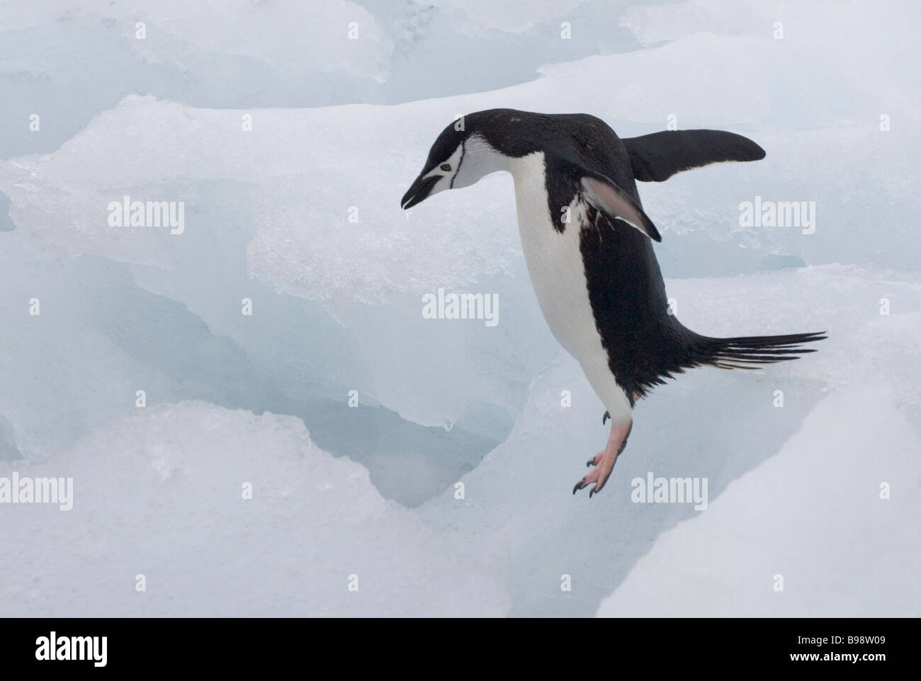 Kinnriemen Pinguin (Pygoscelis Antarcticus) springen auf dem Eis der Antarktis Stockfoto