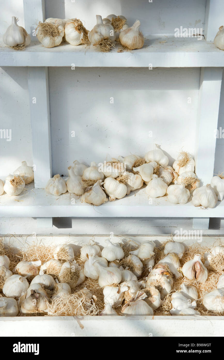 Frischer Knoblauch in Regalen Stockfoto