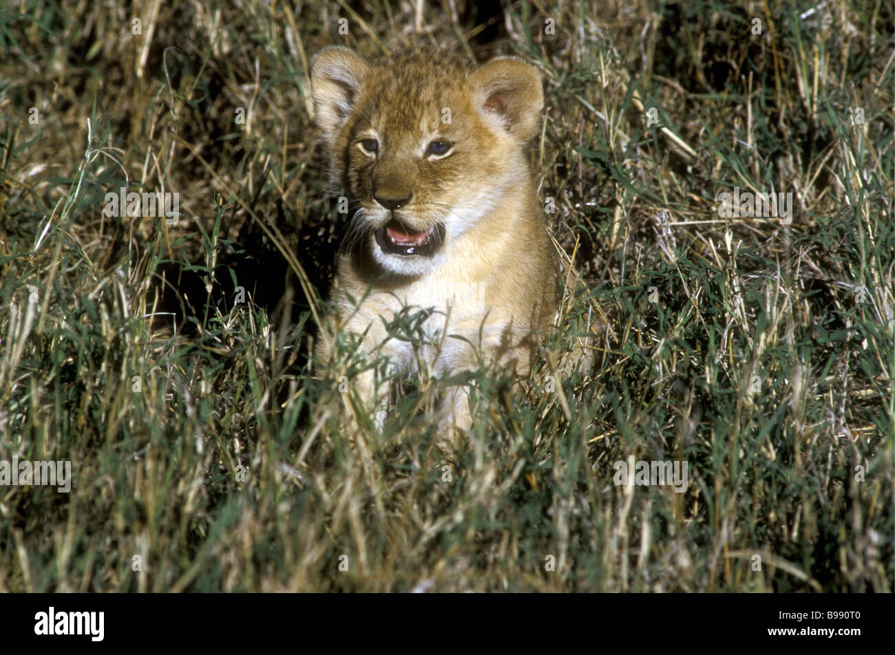 Sehr junge Löwenjunges etwa drei Wochen alten sitzen im Rasen Hinweis seine blaue Augen Masai Mara National Reserve Kenia in Ostafrika Stockfoto