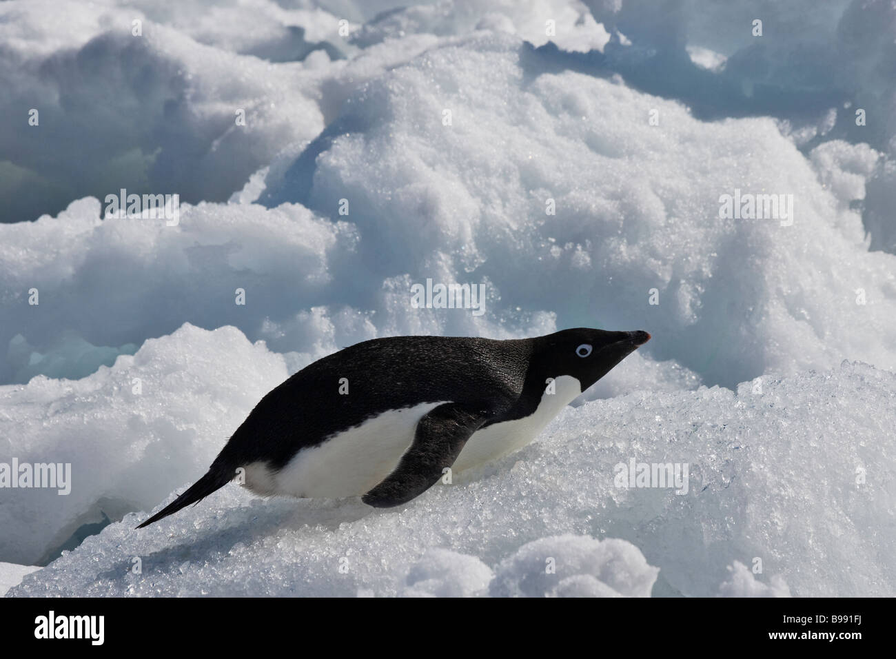 Adelie Penguin (Pygoscelis Adeliae) gleiten auf dem Eis der Antarktis Stockfoto